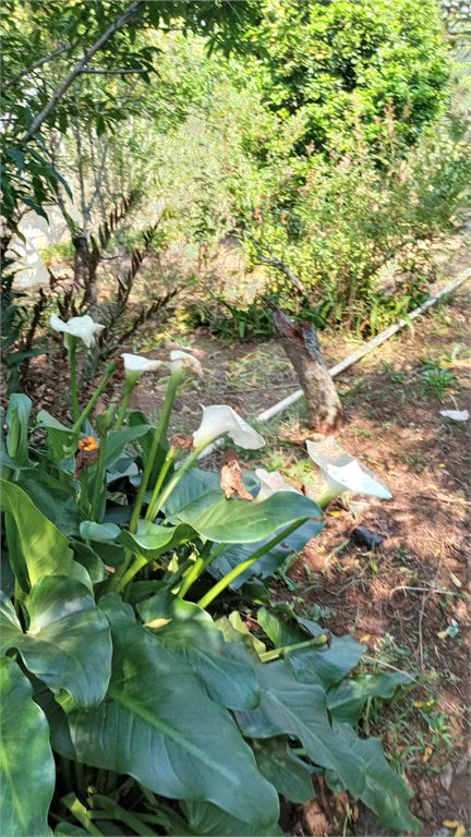 Ribeirão Grande - Bairro ferreira dos Matos - Sítio de 30.000 metros - R$ 600.000,00