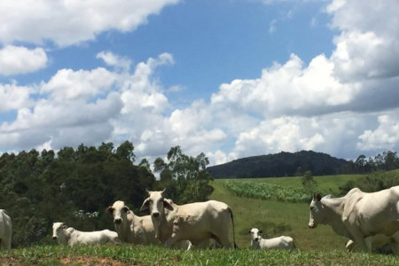 Fazenda com pasto a venda em Morungaba