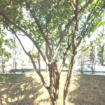 Casa à venda em Condomínio fechado em São Carlos Parque Faber 1