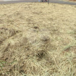 Terreno à Venda em São Carlos, no bairro Jardim Embaré