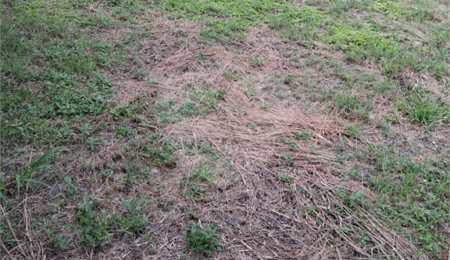 Terreno à venda em Mato Dentro, Mairinque, SP